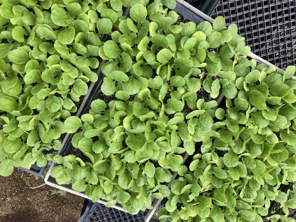 冬野菜の植え付け1