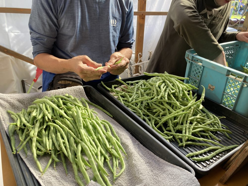 種まきと植えつけ