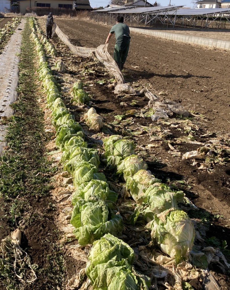 就労継続支援事業B型の農業