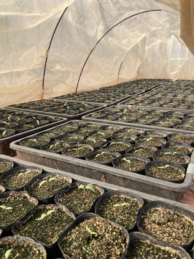 就労継続支援B型の外作業