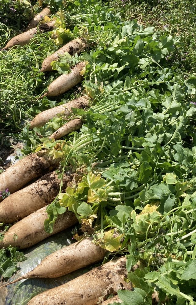 体験利用受付中