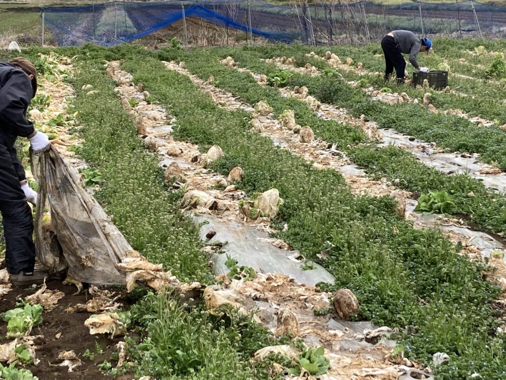 就労継続支援B型の外作業